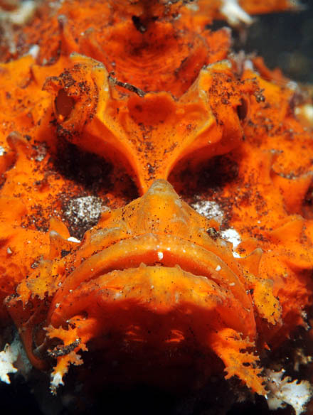 13 Spiny Devilfish.jpg